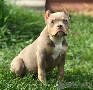 Photo №2 to announcement № 10015 for the sale of american bully - buy in Belarus from nursery