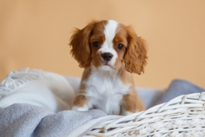 Photo №2 to announcement № 1441 for the sale of cavalier king charles spaniel - buy in Russian Federation breeder