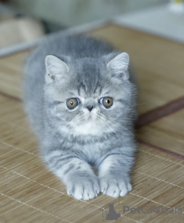 Photo №2 to announcement № 53659 for the sale of exotic shorthair - buy in Finland 