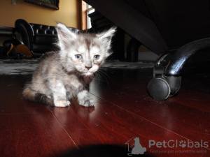 Photo №1. maine coon - for sale in the city of Киль | Is free | Announcement № 99043
