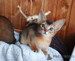 Photo №1. abyssinian cat - for sale in the city of Baden Baden | 361$ | Announcement № 173512