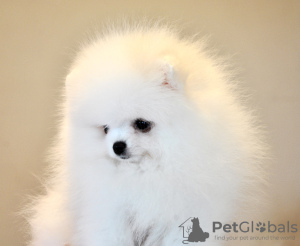 Additional photos: White Pomeranian puppies