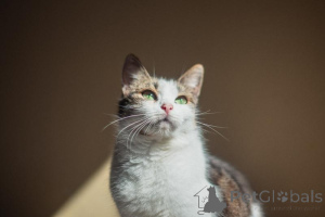 Photo №2 to announcement № 159179 for the sale of  - buy in Russian Federation from the shelter