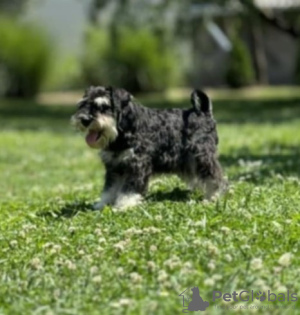 Photo №1. schnauzer - for sale in the city of Bačka Topola | 158$ | Announcement № 108884