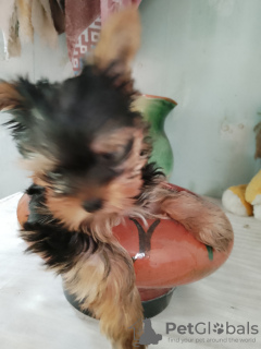 Photo №1. yorkshire terrier - for sale in the city of Komsomolsk-on-Amur | 0$ | Announcement № 106943