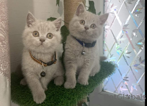 Photo №1. british shorthair - for sale in the city of Warsaw | 312$ | Announcement № 24301