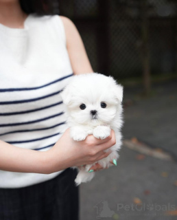 Photo №2 to announcement № 158130 for the sale of maltese dog - buy in Germany breeder