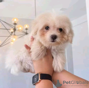 Photo №3. Maltipoo puppies looking for a new home Business WhatsApp 37062044902. Switzerland