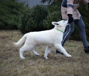 Photo №2 to announcement № 4816 for the sale of berger blanc suisse - buy in Ukraine from nursery, breeder