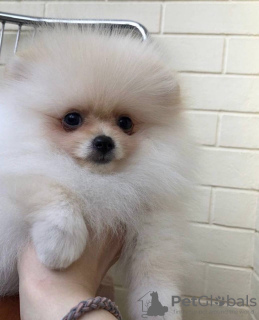 Photo №2 to announcement № 43048 for the sale of pomeranian - buy in Spain private announcement