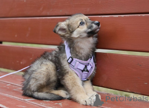 Photo №4. I will sell non-pedigree dogs in the city of Москва.  - price - Is free