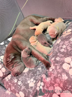 Photo №4. I will sell shar pei in the city of Affalterbach. private announcement - price - 392$