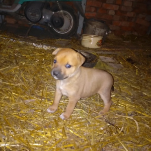 Photo №2 to announcement № 4545 for the sale of american staffordshire terrier - buy in Ukraine private announcement