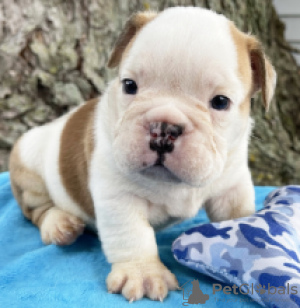 Photo №3. English bulldog puppies available for you. Sweden