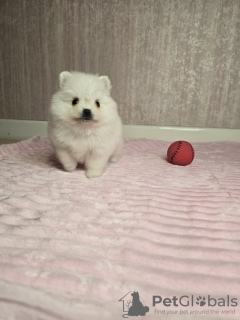 Photo №2 to announcement № 115147 for the sale of pomeranian - buy in Russian Federation private announcement