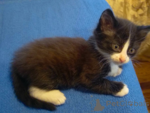 Photo №2 to announcement № 138246 for the sale of  - buy in Azerbaijan private announcement