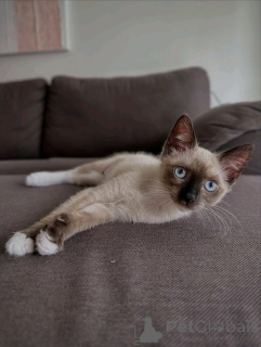 Photo №3. Adorable Purebred Siamese Cat Ready for a Forever Home. Netherlands