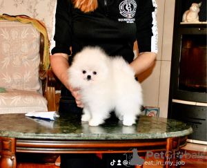 Photo №2 to announcement № 36981 for the sale of pomeranian - buy in Ukraine from nursery, breeder