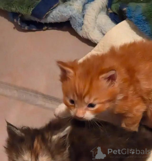 Photo №1. maine coon - for sale in the city of Lichtenberg | 599$ | Announcement № 176004