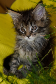 Photo №4. I will sell maine coon in the city of Асбест. breeder - price - 351$