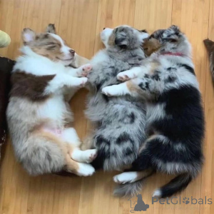 Photo №1. australian shepherd - for sale in the city of Dusseldorf | negotiated | Announcement № 157515