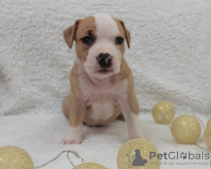 Photo №2 to announcement № 17864 for the sale of american staffordshire terrier - buy in Belarus from nursery