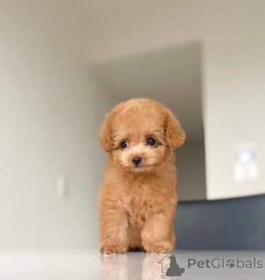 Photo №1. poodle (toy) - for sale in the city of Vilnius | 471$ | Announcement № 136830