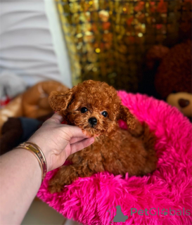 Photo №1. poodle (toy) - for sale in the city of GROSSARL | negotiated | Announcement № 170052