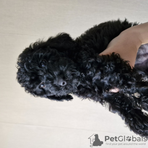 Photo №2 to announcement № 114391 for the sale of poodle (dwarf) - buy in Belarus private announcement