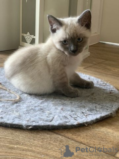 Photo №3. Siamese Thai kitten old type. Germany