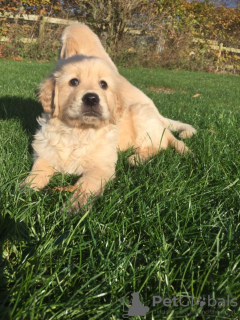 Photo №4. I will sell golden retriever in the city of Harlingen. private announcement, from nursery - price - 449$