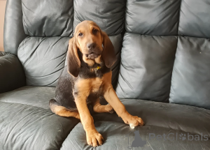 Photo №1. bloodhound - for sale in the city of Dormgen | 361$ | Announcement № 166497