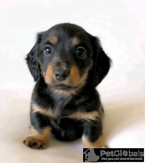 Photo №2 to announcement № 134735 for the sale of dachshund - buy in Germany breeder