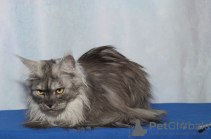 Additional photos: Maine Coon grown up