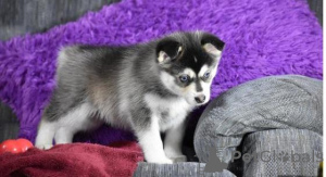 Photo №1. siberian husky - for sale in the city of Hammelburg | negotiated | Announcement № 165621