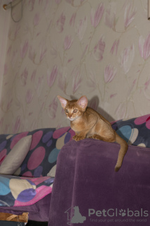 Photo №2 to announcement № 7634 for the sale of abyssinian cat - buy in Russian Federation from nursery