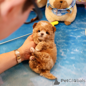 Photo №1. maltipu - for sale in the city of Florida | 400$ | Announcement № 152210