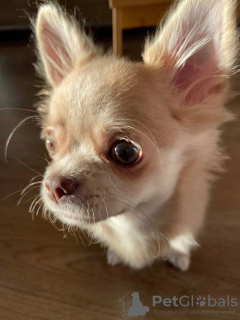 Photo №2 to announcement № 105033 for the sale of chihuahua - buy in Germany breeder
