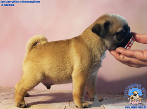 Photo №2 to announcement № 24297 for the sale of pug - buy in Belarus from nursery