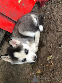 Additional photos: Tested Siberian Husky puppies available with home training