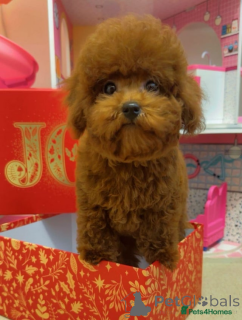Photo №1. poodle (toy) - for sale in the city of Brasschaat | 350$ | Announcement № 161325