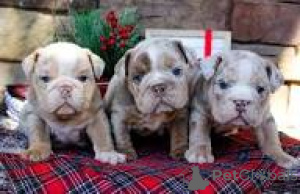 Photo №2 to announcement № 165706 for the sale of english bulldog - buy in United Kingdom private announcement, breeder