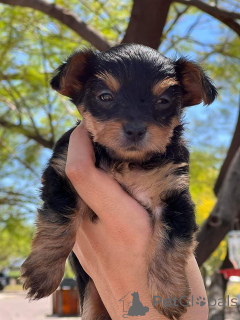 Photo №4. I will sell yorkshire terrier in the city of Choirokoitia.  - price - negotiated