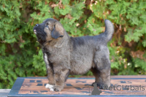 Additional photos: Caucasian Shepherd Dog puppies