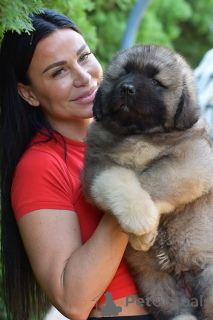 Photo №1. caucasian shepherd dog - for sale in the city of Panchevo | negotiated | Announcement № 172775