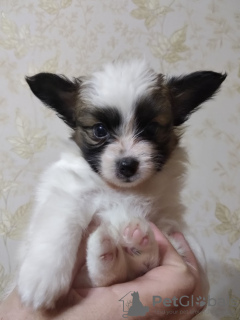 Photo №2 to announcement № 67908 for the sale of papillon dog - buy in Ukraine breeder