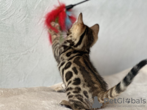 Photo №1. bengal cat - for sale in the city of Birmingham | negotiated | Announcement № 96867