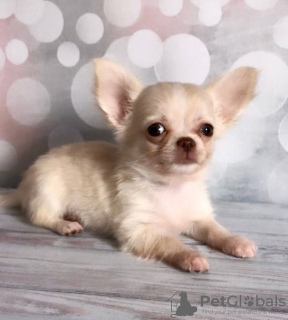Photo №1. chihuahua - for sale in the city of Munich | 269$ | Announcement № 105056