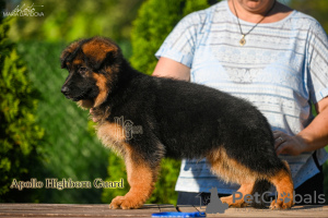 Photo №4. I will sell german shepherd in the city of Odessa. from nursery - price - 600$
