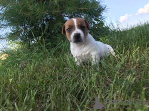Photo №4. I will sell jack russell terrier in the city of Лида. private announcement - price - 400$
